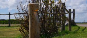 rond houten lamp